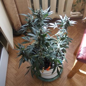 DSCN5988