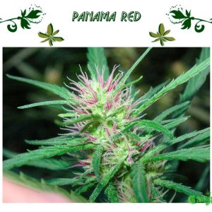 Сорт Конопли Panama Red
