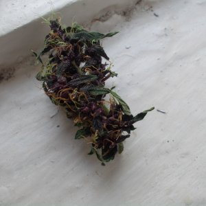 DSCN5969