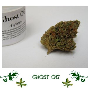 Ghost OG сорт