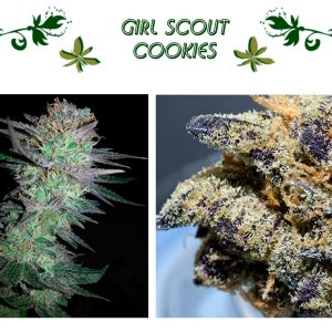 Girl Scout Cookies