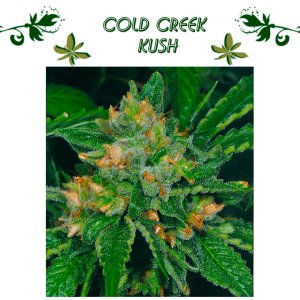 Cold Creek Kush