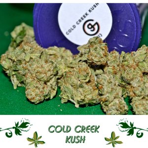 Cold Creek Kush сорт