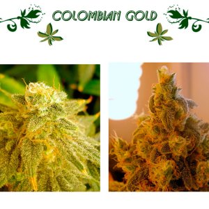 Colombian Gold