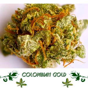 Colombian Gold сорт