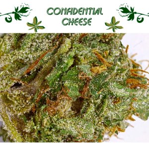 Confidential Cheese