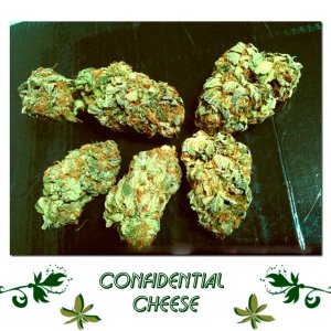 Confidential Cheese сорт