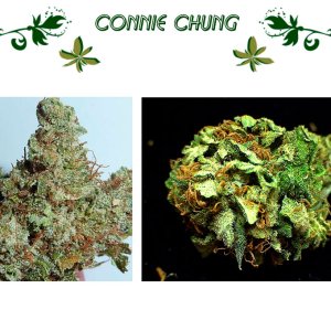 Connie Chung