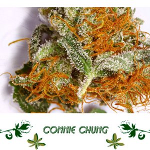 Connie Chung сорт