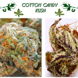 Cotton Candy Kush