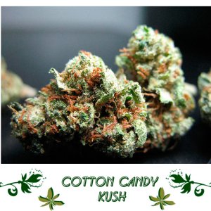 Cotton Candy Kush сорт