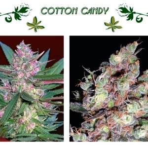 cotton candy