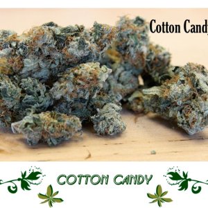 Cotton Candy сорт