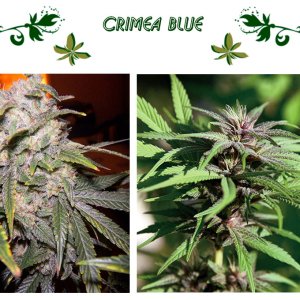 Crimea Blue сорт