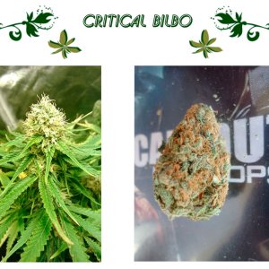 Critical Bilbo
