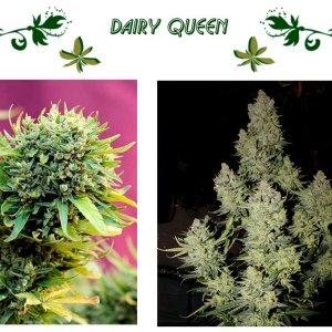 DAIRY QUEEN
