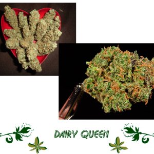 DAIRY QUEEN сорт