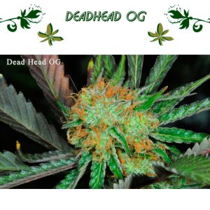 DeadHead OG