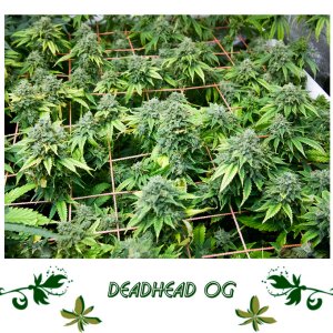 DeadHead OG сорт