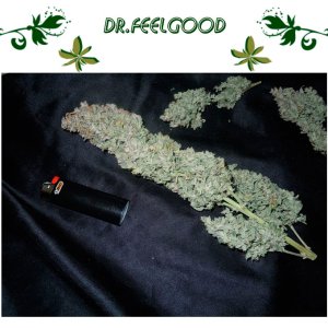 Dr.Feelgood