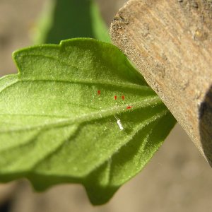 P6090007