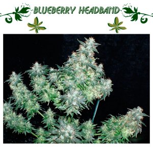 Blueberry Headband