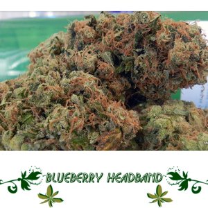blueberry headband Сорт