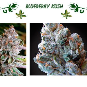 Blueberry Kush