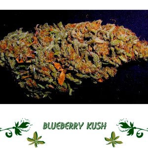 Blueberry Kush сорт