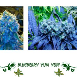 Blueberry Yum Yum