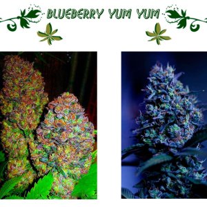 Blueberry Yum Yum сорт