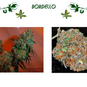 Bordello