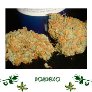 Bordello сорт