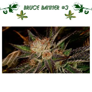 Bruce Banner #3