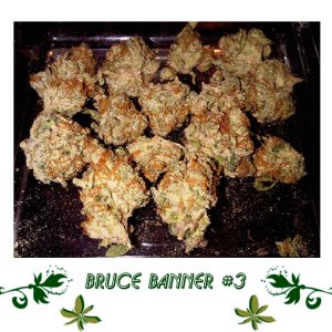 Bruce Banner #3 сорт