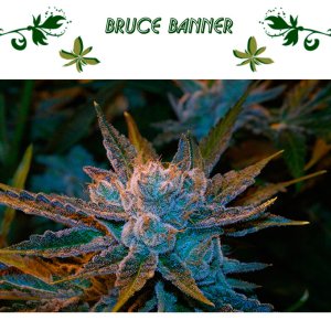 Bruce Banner