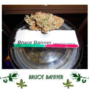 Bruce Banner Сорт