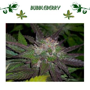 Bubbleberry