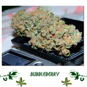 Bubbleberry сорт