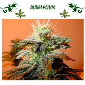 Bubblegum