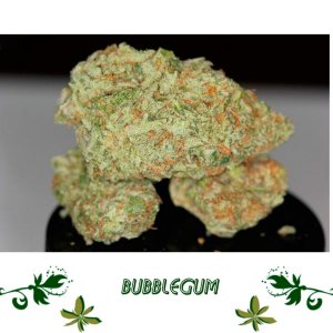 Bubblegum сорт