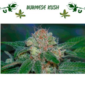 Burmese Kush
