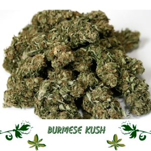 Burmese Kush сорт