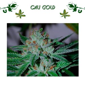 Cali Gold
