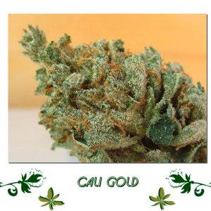 Cali Gold сорт