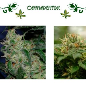 cannadential
