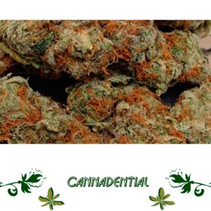 cannadential сорт