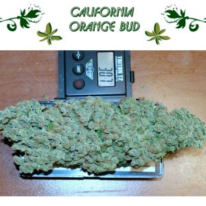 California Orange Bud