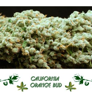 California Orange Bud сорт