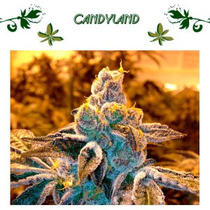 Candyland